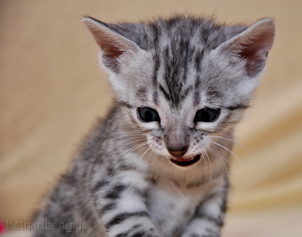 Bengalkatzen Kitten rosetted